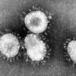 Ein Coronavirus unter dem Mikroskop. Foto: Center for Disease Control/epa/dpa/Archivbild