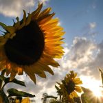 Auch die Sonne zeigt sich diese Woche erneut im Saarland. Foto: Martin Gerten/dpa-Bildfunk