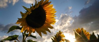 Auch die Sonne zeigt sich diese Woche erneut im Saarland. Foto: Martin Gerten/dpa-Bildfunk