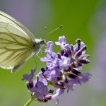 Im Saarland startet die Woche sonnig. Symbolfoto: Caroline Seidel/dpa-Bildfunk