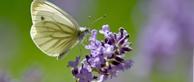 Im Saarland startet die Woche sonnig. Symbolfoto: Caroline Seidel/dpa-Bildfunk