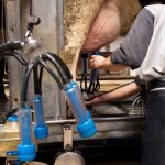 Mehr Milch geben die Kühe im Saarland im Vergleich zum Vorjahr. Symbolfoto: Arno Burgi/dpa-Bildfunk