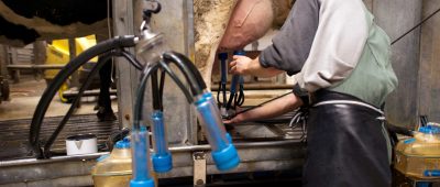 Mehr Milch geben die Kühe im Saarland im Vergleich zum Vorjahr. Symbolfoto: Arno Burgi/dpa-Bildfunk