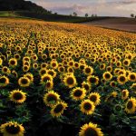 Freundliches Wetter wird im Saarland erwartet. Foto: dpa-Bildfunk