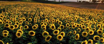 Freundliches Wetter wird im Saarland erwartet. Foto: dpa-Bildfunk