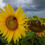 Im Saarland steigt die Unwettergefahr. Symbolfoto: dpa-Bildfunk/Patrick Pleul