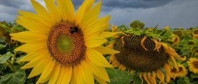 Im Saarland steigt die Unwettergefahr. Symbolfoto: dpa-Bildfunk/Patrick Pleul