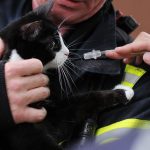 In Sulzbach hat ein bislang unbekannter Tierquäler eine Katze aufgeschlitzt. Symbolfoto: Julian Stratenschulte dpa/lni