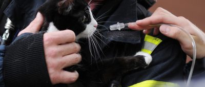 In Sulzbach hat ein bislang unbekannter Tierquäler eine Katze aufgeschlitzt. Symbolfoto: Julian Stratenschulte dpa/lni