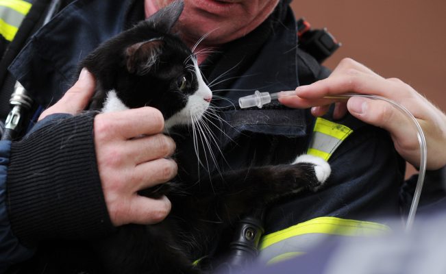 In Sulzbach hat ein bislang unbekannter Tierquäler eine Katze aufgeschlitzt. Symbolfoto: Julian Stratenschulte dpa/lni