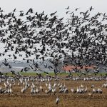 Von September bis November sollen vor allem Kraniche wieder für beeindruckende Bilder sorgen. Symbolfoto:  Bernd Wüstneck/dpa-Zentralbild/dpa