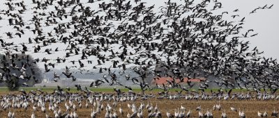 Von September bis November sollen vor allem Kraniche wieder für beeindruckende Bilder sorgen. Symbolfoto:  Bernd Wüstneck/dpa-Zentralbild/dpa