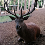 Diese Aufnahme zeigt Hirsch "Hannes" in seinem Gehege im Wildpark Differten. Foto: dpa-Bildfunk/Gemeinde Wadgassen