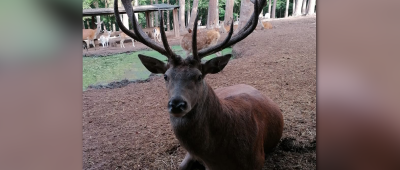 Diese Aufnahme zeigt Hirsch "Hannes" in seinem Gehege im Wildpark Differten. Foto: dpa-Bildfunk/Gemeinde Wadgassen