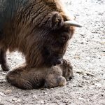 Wisent-Kuh Ikon hat im Wildpark Saarbrücken ein Kälbchen zur Welt gebracht. Foto: Ralf Blechschmidt/Landeshauptstadt Saarbrücken