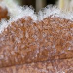 Bodenfrost ist in den kommenden Tagen nachts im Saarland möglich. Foto: Henning Kaiser/dpa-Bildfunk