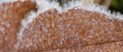 Bodenfrost ist in den kommenden Tagen nachts im Saarland möglich. Foto: Henning Kaiser/dpa-Bildfunk