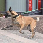 Ein Sprengstoffhund durchsuchte das Riegelsberger "Kaufland". Symbolfoto: Uli Deck/dpa-Bildfunk