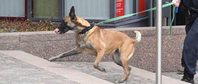 Ein Sprengstoffhund durchsuchte das Riegelsberger "Kaufland". Symbolfoto: Uli Deck/dpa-Bildfunk