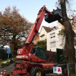 Die etwa 250 Jahre alte Eiche musste wegen fortschreitender Fäule gefällt werden. Foto: BeckerBredel