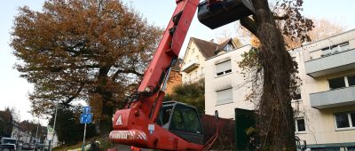 Die etwa 250 Jahre alte Eiche musste wegen fortschreitender Fäule gefällt werden. Foto: BeckerBredel