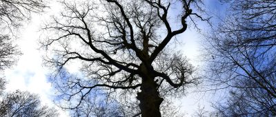 Der Wald im Saarland zeigt wegen Trockenheit und Hitze in den vergangenen Jahren deutliche Schäden auf. Symbolfoto: BeckerBredel