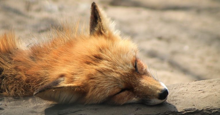 Die Polizei erlöste den Fuchs von seinem Leiden. Symbolfoto: Pixabay