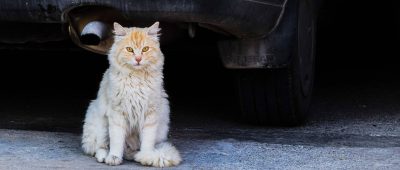 Laut dem Deutschen Tierschutzbunden leben im Saarland mehrere Tausend wilde Hauskatzen. Foto: Pixabay