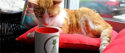 Ein "Katzentempel" könnte im nächsten Jahr in Saarbrücken eröffnet werden. Foto: Elena Zelle/dpa-Bildfunk