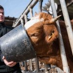 Fiedelak lässt seine Rinder auf seinem Bauernhof schlachten und nicht in einem Schlachthof. Foto: Oliver Dietze/dpa-Bildfunk