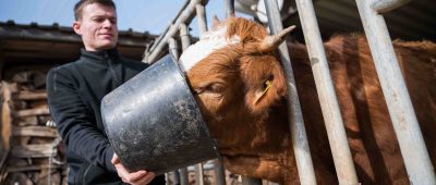 Fiedelak lässt seine Rinder auf seinem Bauernhof schlachten und nicht in einem Schlachthof. Foto: Oliver Dietze/dpa-Bildfunk