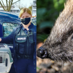 Der Igel wurde aus seiner misslichen Lage befreit. Fotos: (links) Facebook/Stadt St. Ingbert | (rechts) Pixabay/Symbolbild