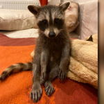 Waschbär Benjamin soll am Neunkircher Zoo integriert werden. Foto: Meike Dewein/Zoo Neunkirchen/Facebook