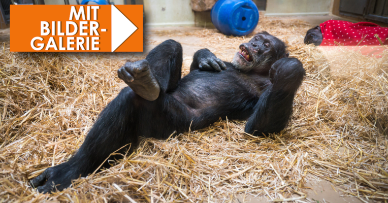 Jonny gehört wohl zu den ältesten Schimpansen überhaupt. Foto: Oliver Dietze/dpa-Bildfunk
