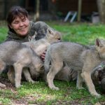 Im Bild: Tatjana Schneider kuschelt mit drei Wolfswelpen. Der Wolfspark Merzig hat mit drei Welpen den ersten Nachwuchs seit fast zehn Jahren. Foto: dpa-Bildfunk/Oliver Dietze