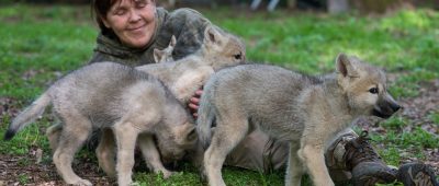 Im Bild: Tatjana Schneider kuschelt mit drei Wolfswelpen. Der Wolfspark Merzig hat mit drei Welpen den ersten Nachwuchs seit fast zehn Jahren. Foto: dpa-Bildfunk/Oliver Dietze