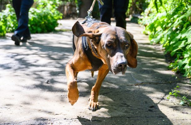 Ein Suchhund fand den Vermissten in einem Waldstück beim Wombacher Weiher. Symbolfoto: Christophe Gateau/dpa-Bildfunk