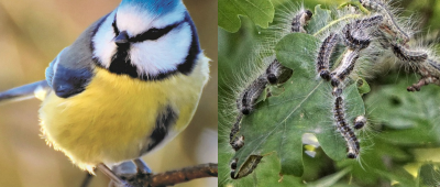 Die Larven der Eichenprozessionsspinner stehen auf dem Speiseplan von Meisen. Fotos: Pixabay